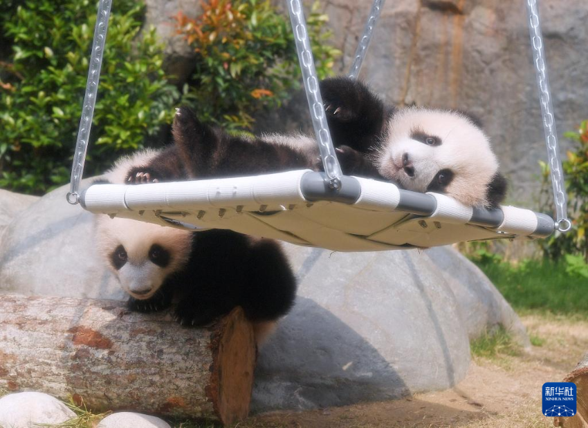 2月15日，大熊猫宝宝在香港海洋公园“大熊猫之旅”熊猫生活场馆内玩耍。
