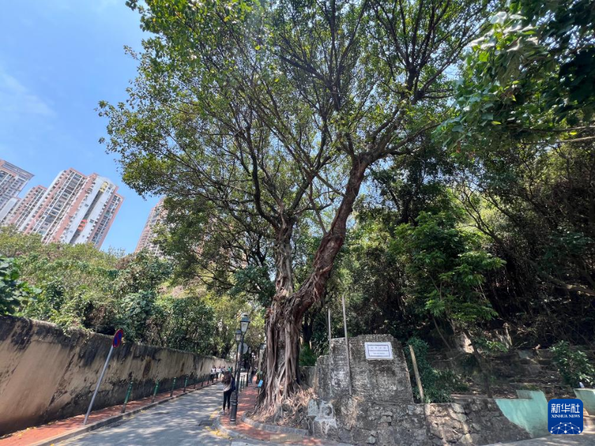 这是位于澳门凼仔龙环葡韵附近的假菩提树（3月15日摄）。