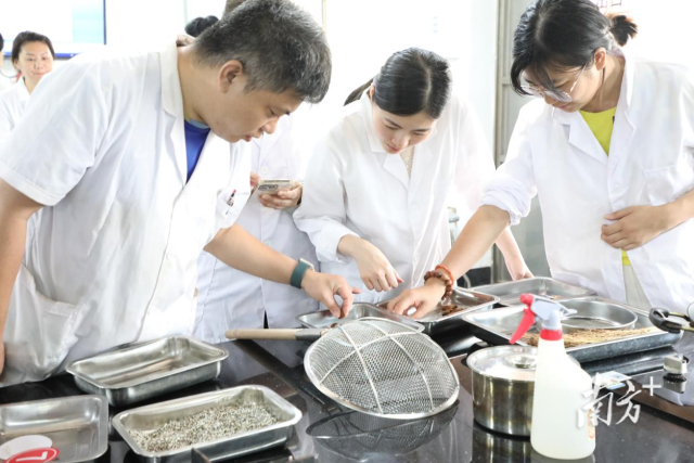这群香港师生在广东体验当“老中医”