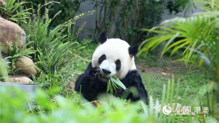 大熊猫爸爸“开开”正在享用早餐。