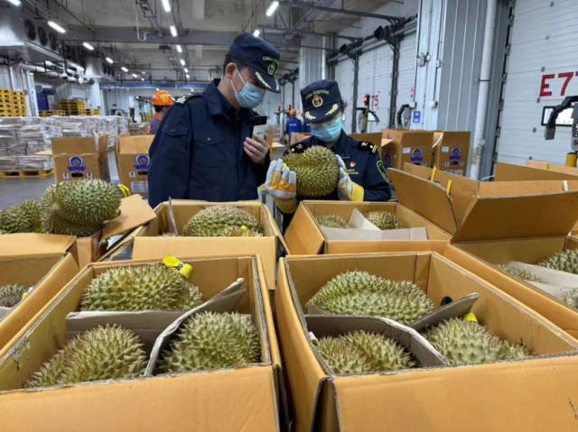 海关关员对进口榴莲进行查验。图源：广州日报