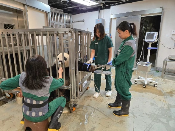 图为大熊猫配合饲养员进行健康检查。