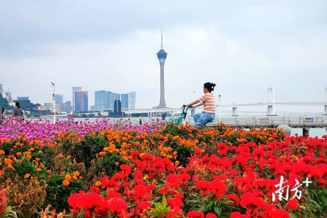 珠海国际会展中心，绚丽的花海与澳门旅游观光塔相互映衬，唯美唯俏。