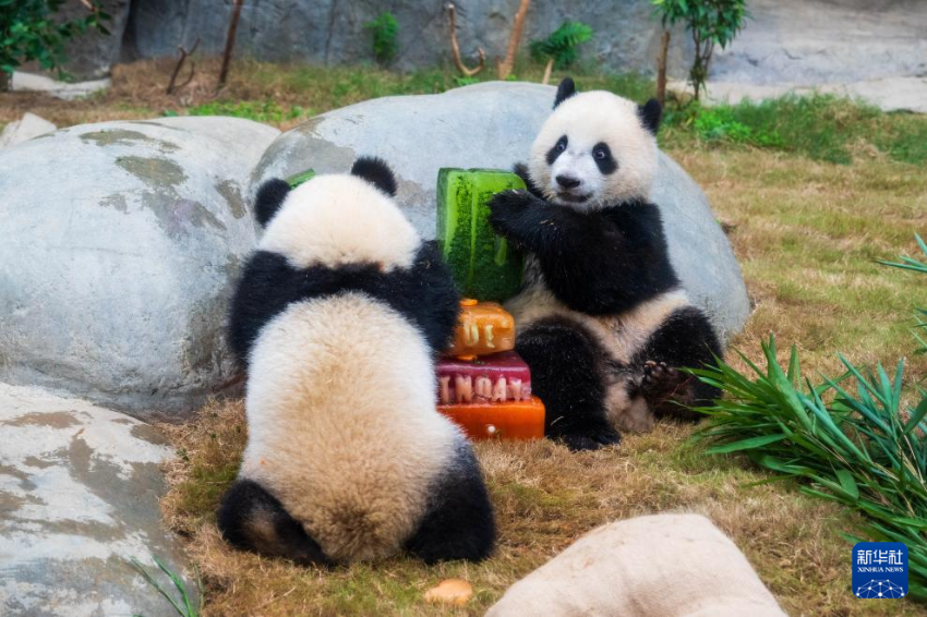 8月15日，大熊猫宝宝“加加”（左）“得得”在香港海洋公园庆祝一岁生日。